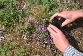 Magic carpet thyme photo