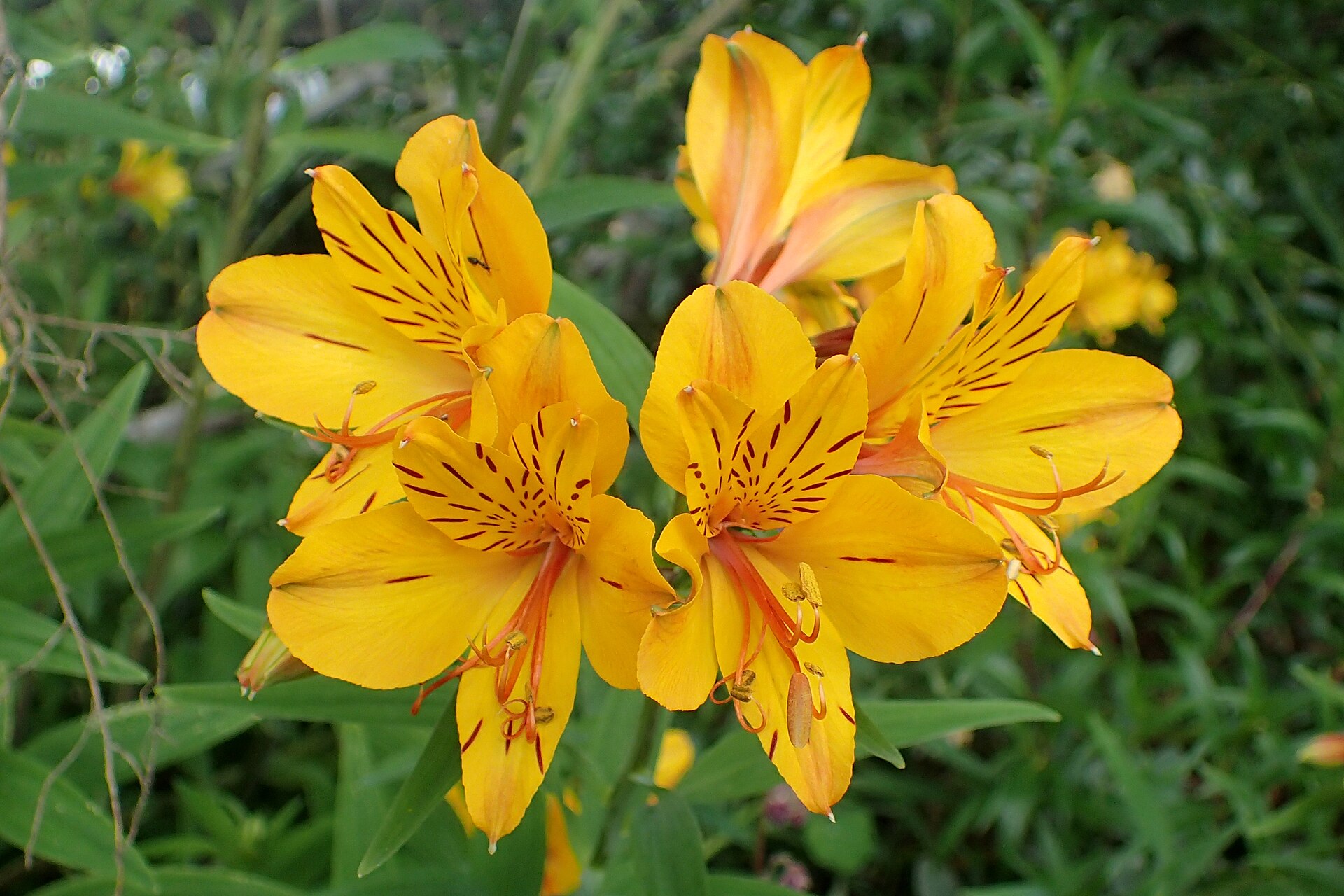 Peruvian lily photo