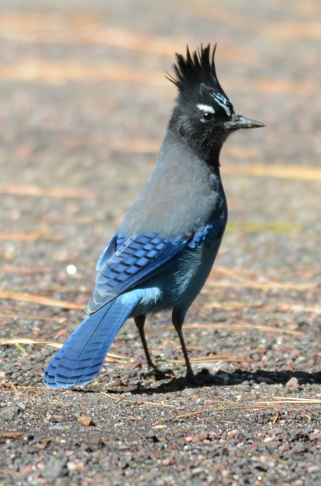 Steller's jay photo