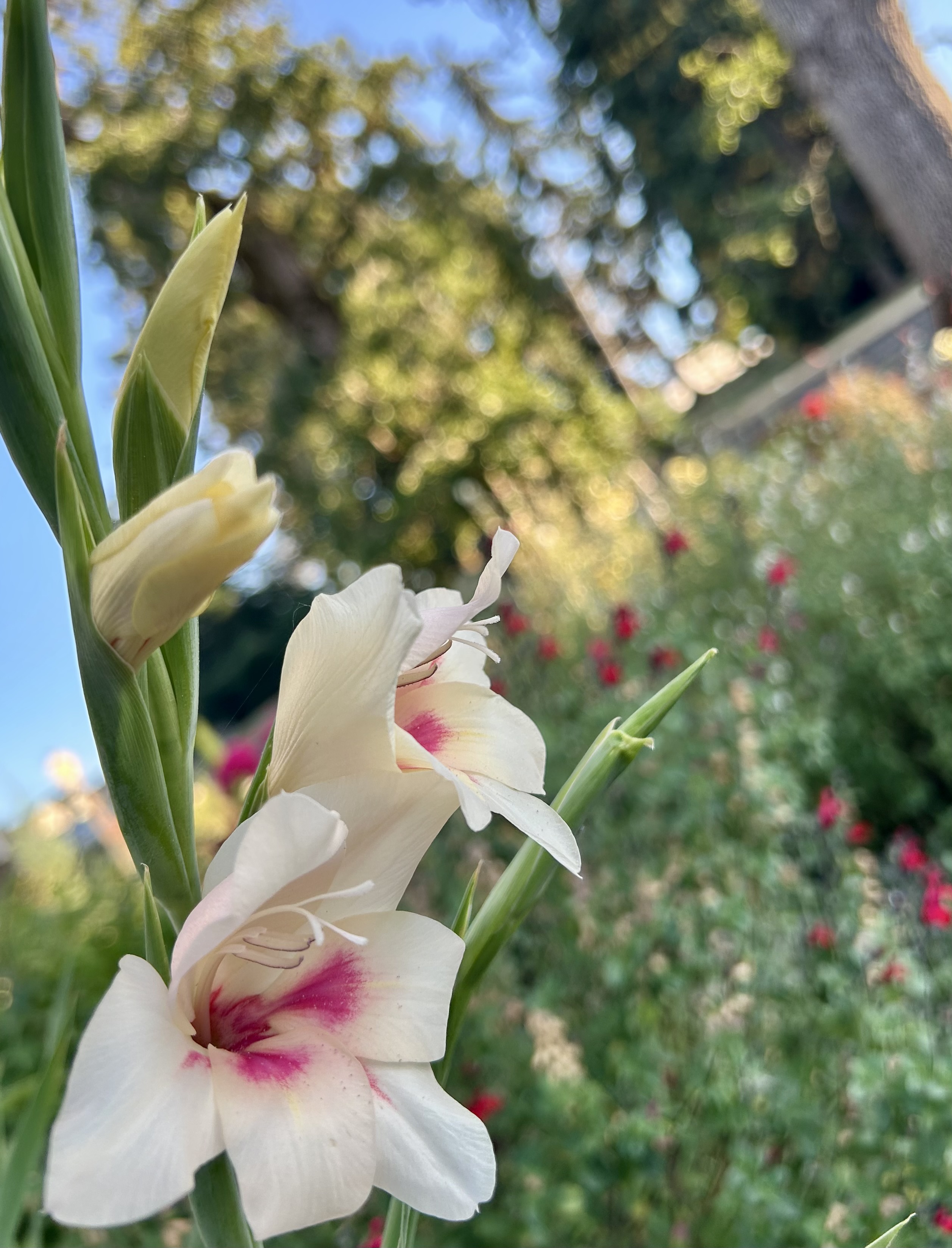 Cream gladiolus blooms with pink centers against a soft garden background
