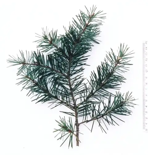 Douglas fir shown in a temporary reference photo.