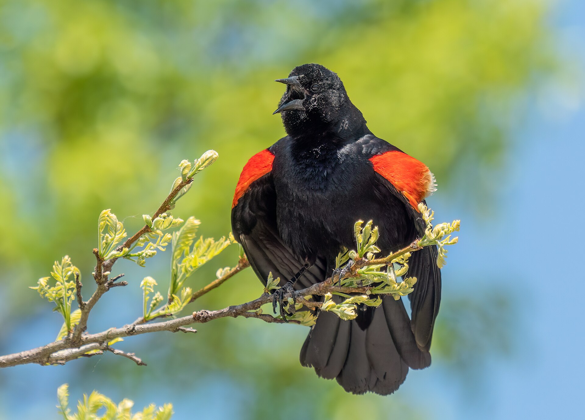Red-winged blackbird photo