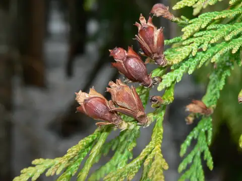 Western red cedar shown in a temporary reference photo.