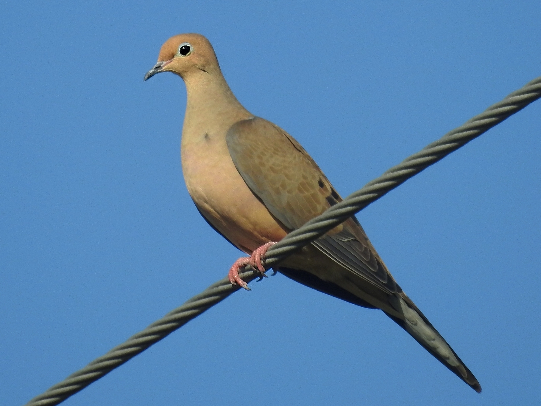 Mourning dove photo