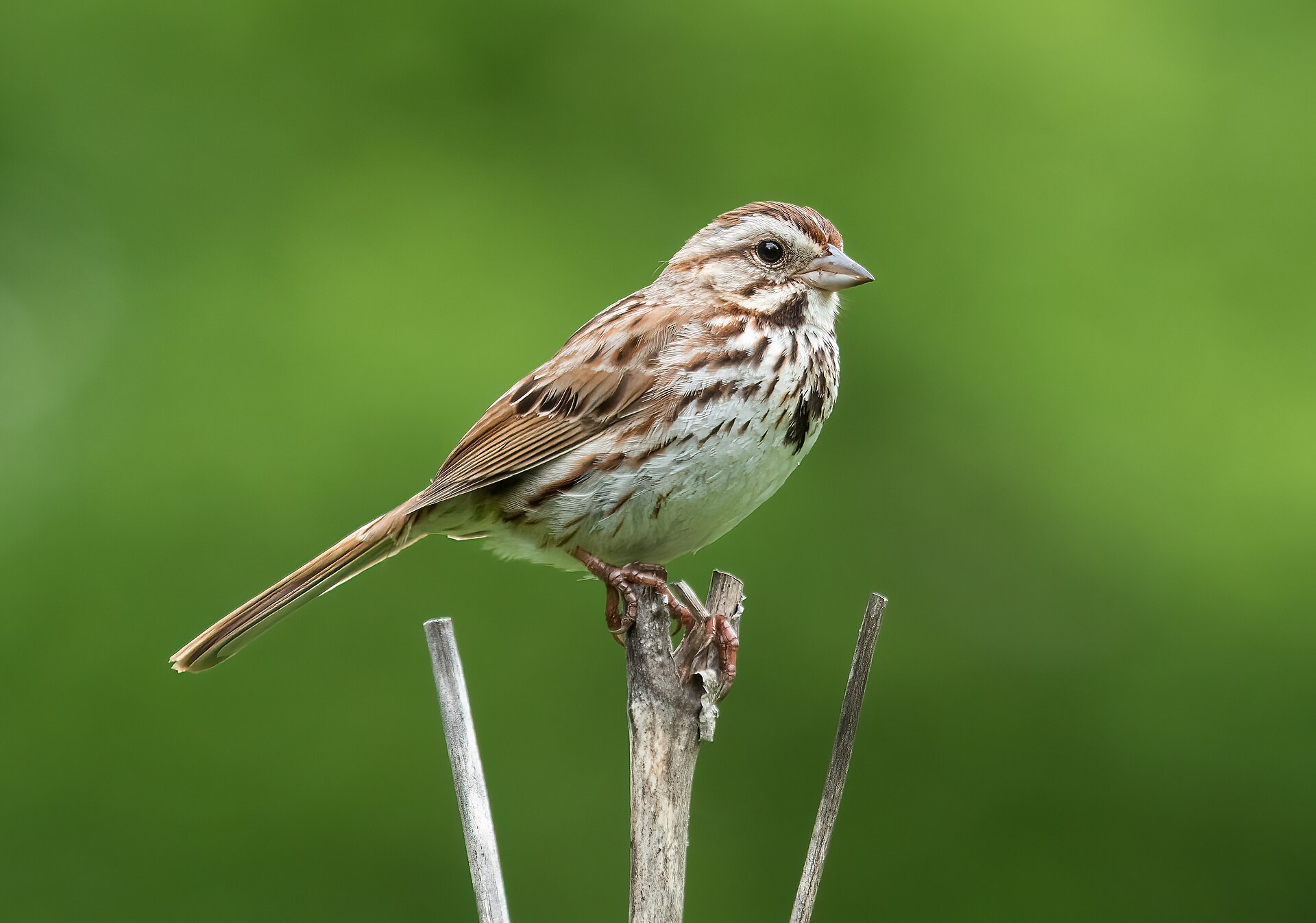 Song sparrow photo