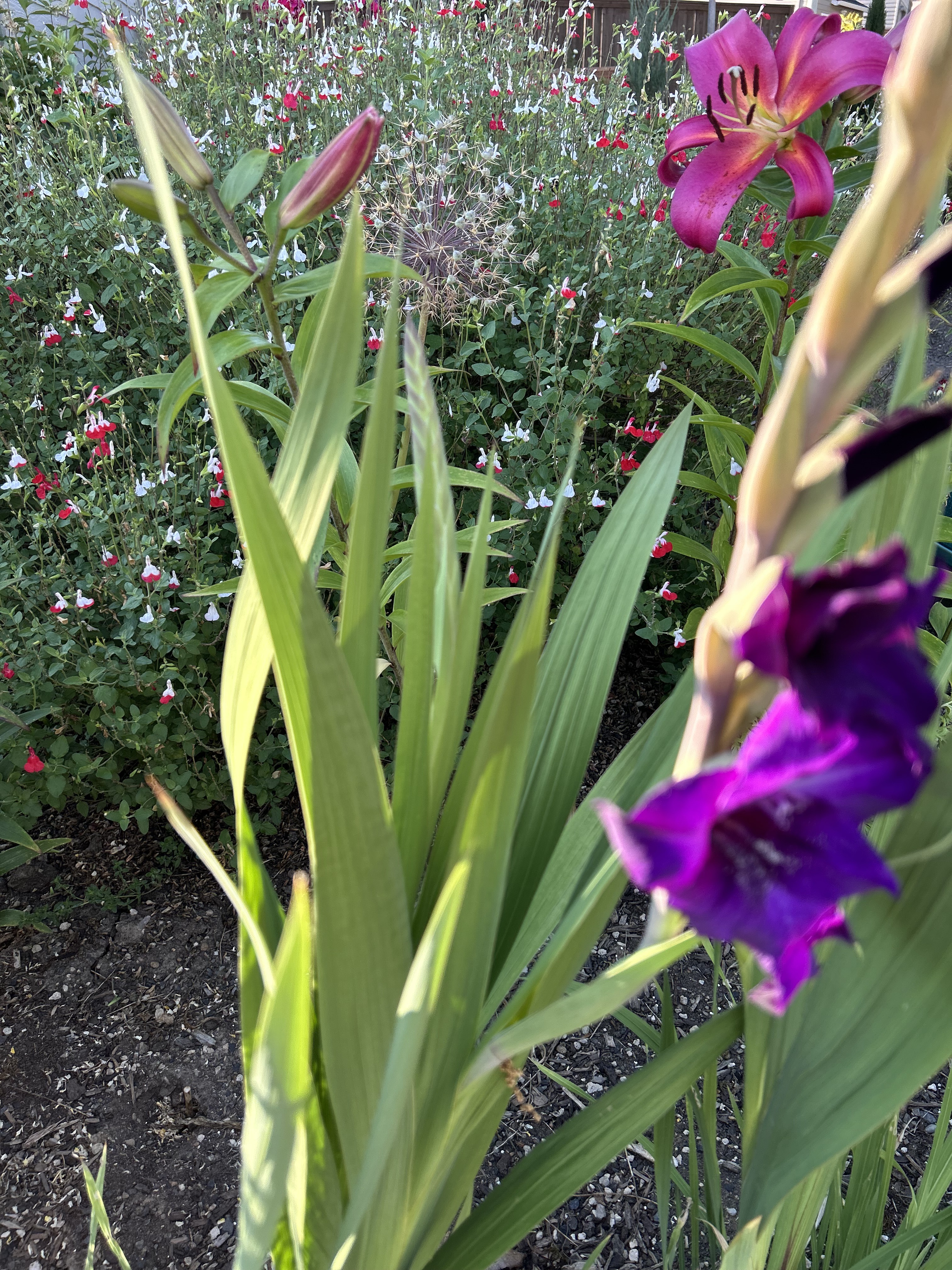 Gladiolus foliage and buds in a mixed planting bed with nearby lily and salvias
