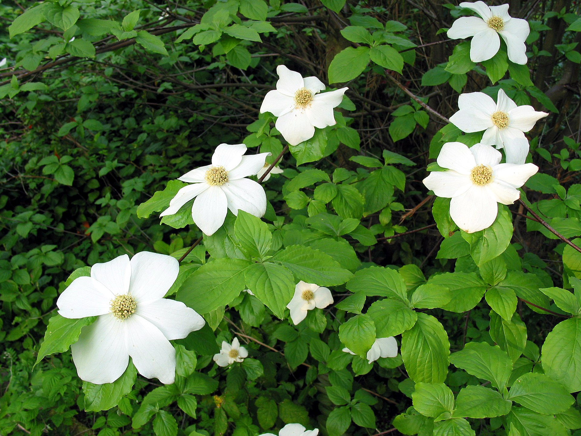 Pacific dogwood photo