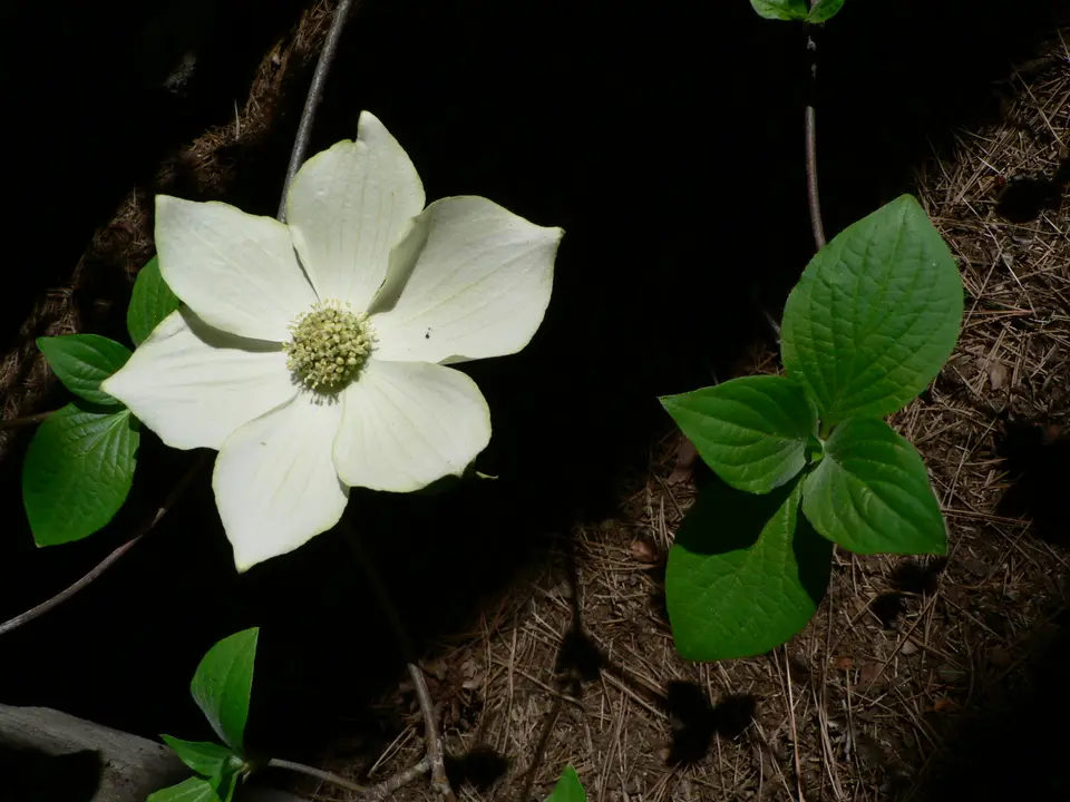 Pacific dogwood shown in a temporary reference photo.