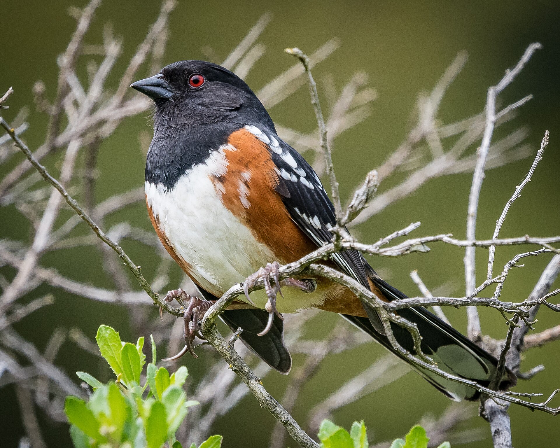 Spotted towhee photo