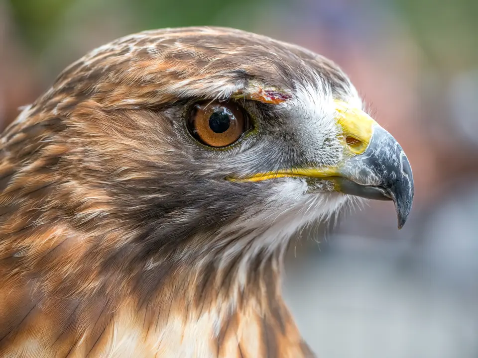 Red-Tailed Hawk shown in a temporary reference photo.