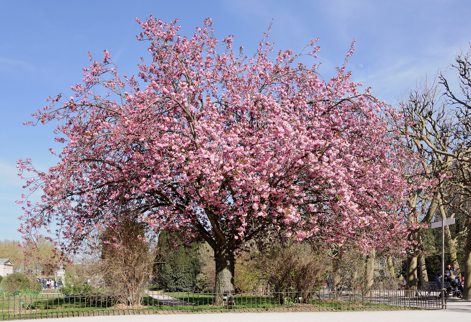 Flowering cherry photo