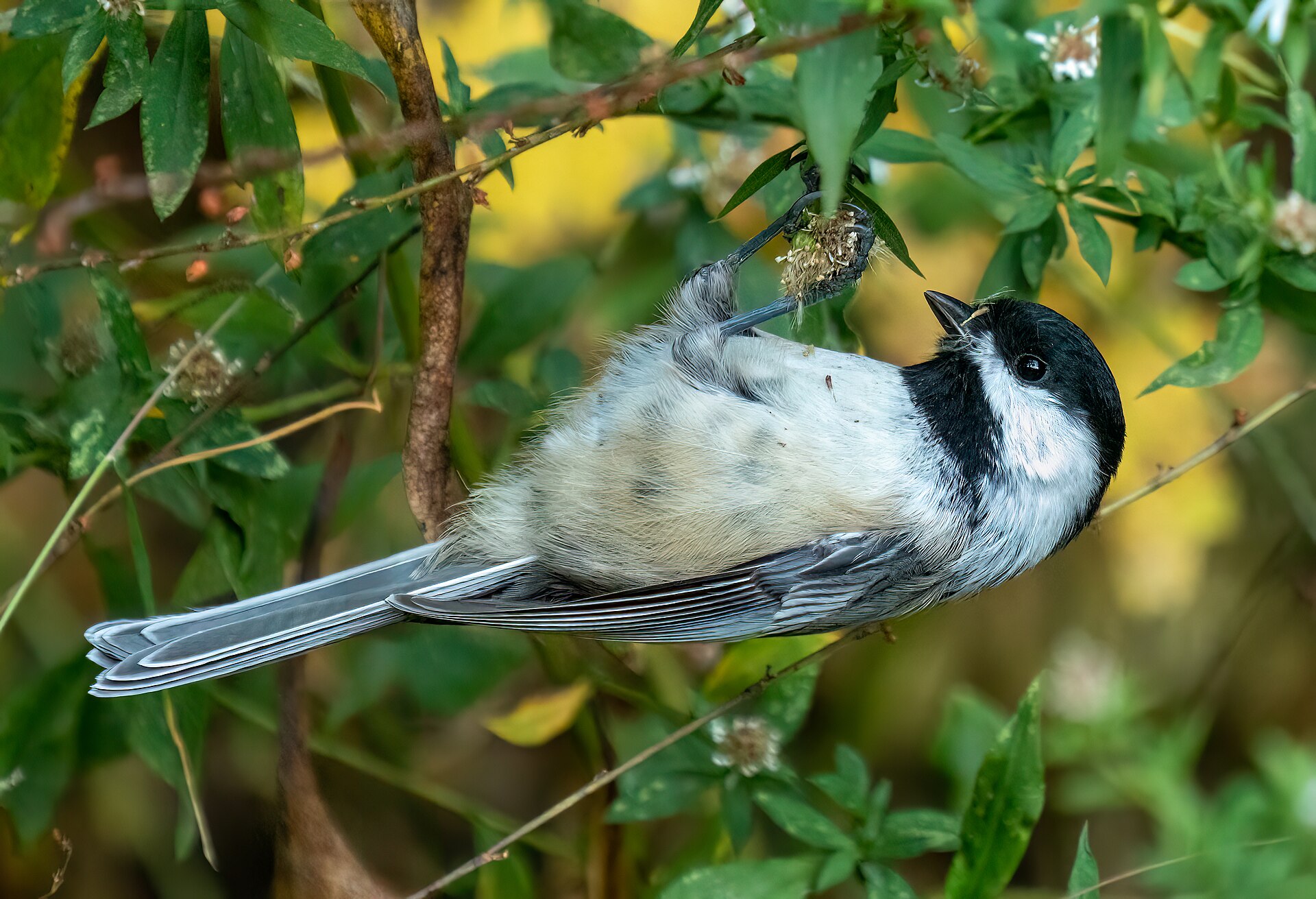 Black-capped chickadee photo