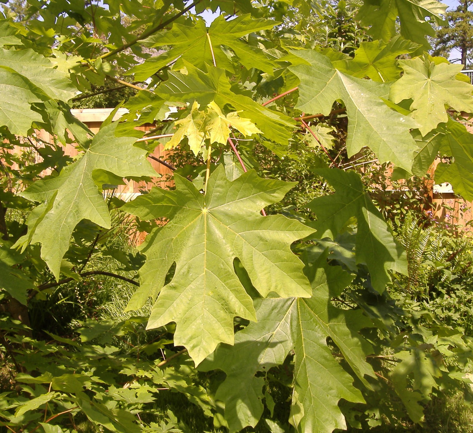 Bigleaf maple photo