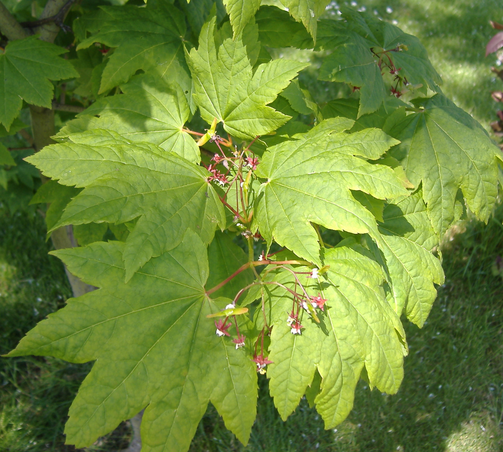 Vine maple photo