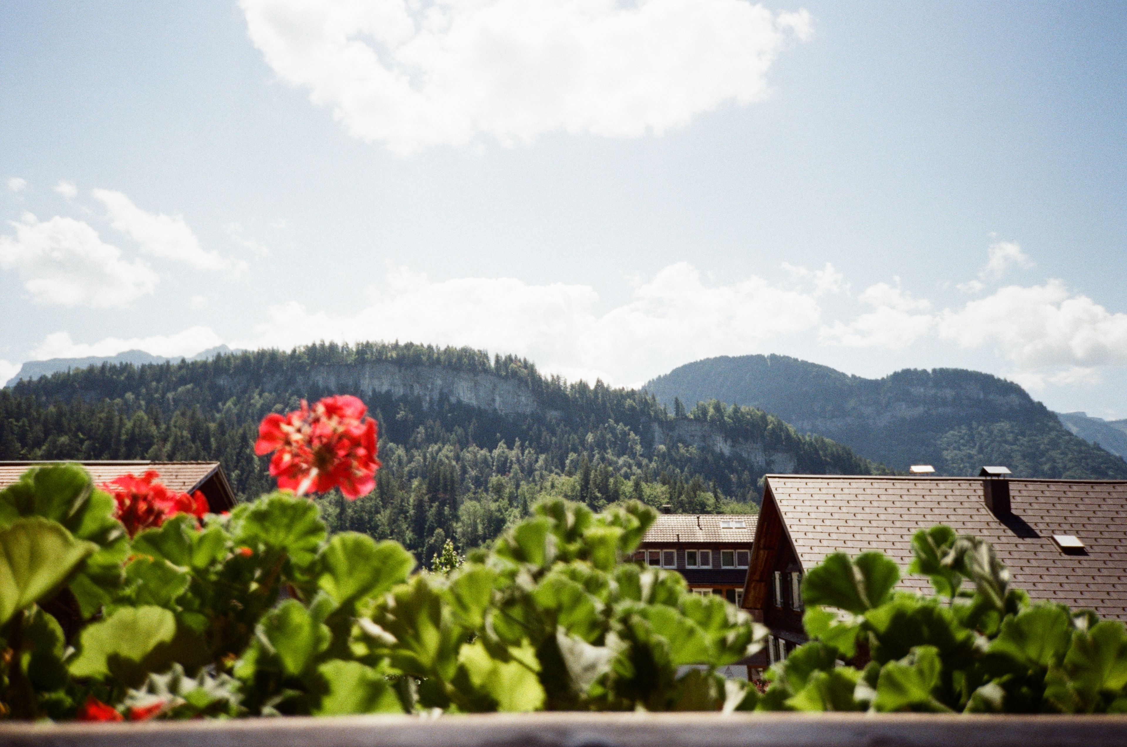 Blumen vom Balkon und Aussicht auf die Berge