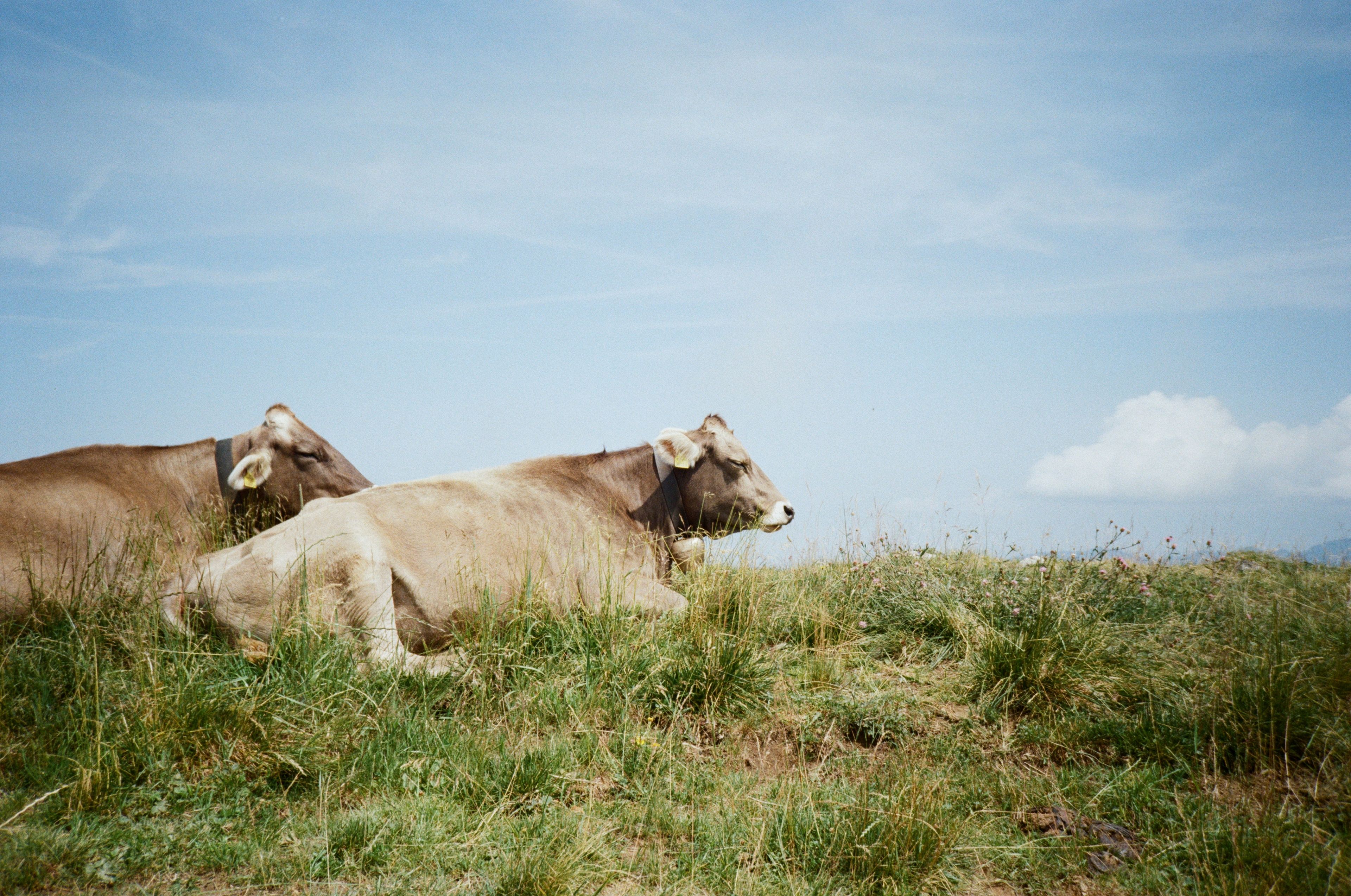 Zwei Kühe liegen im Gras