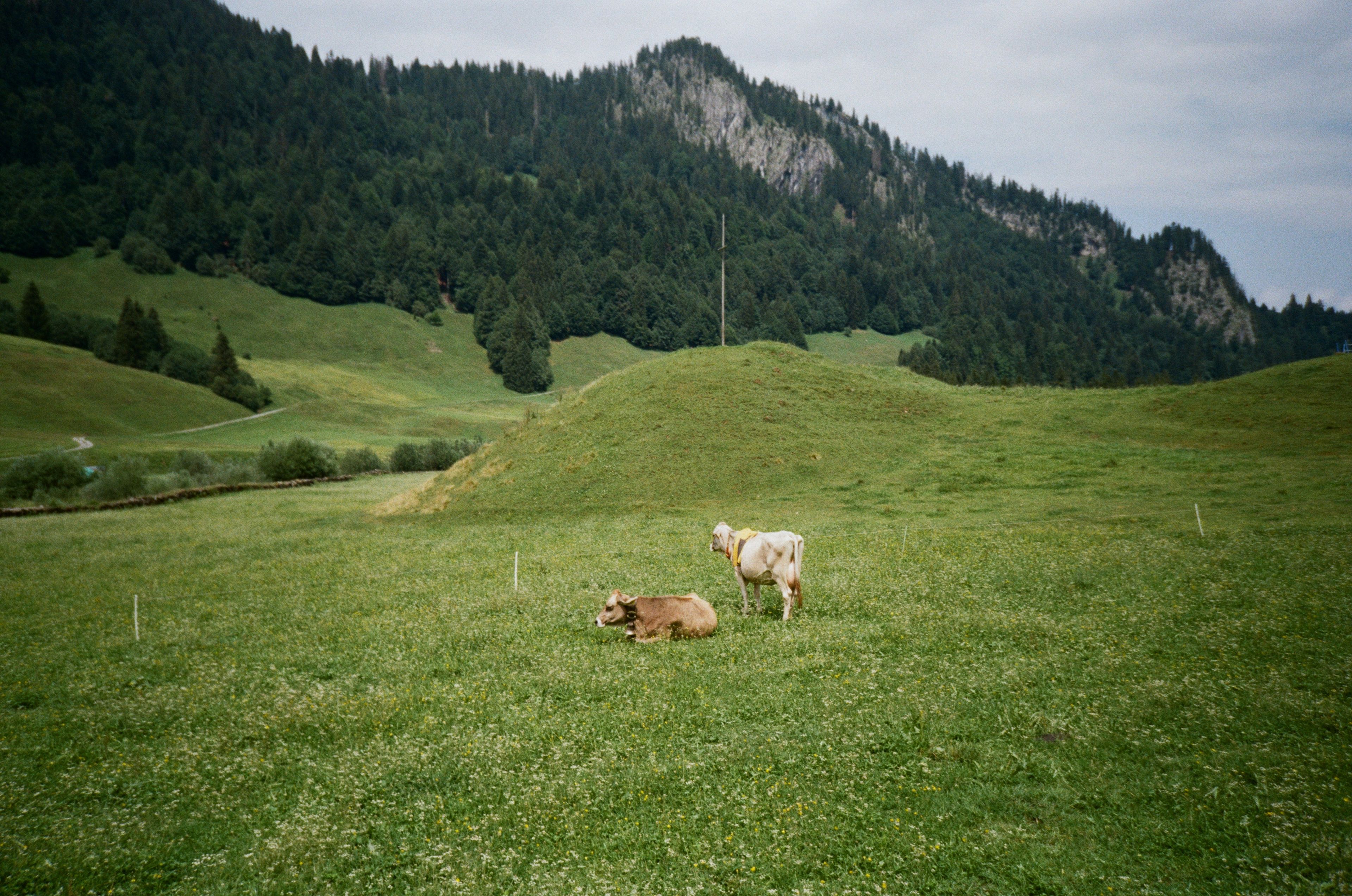 2 Kühe in Schönebach