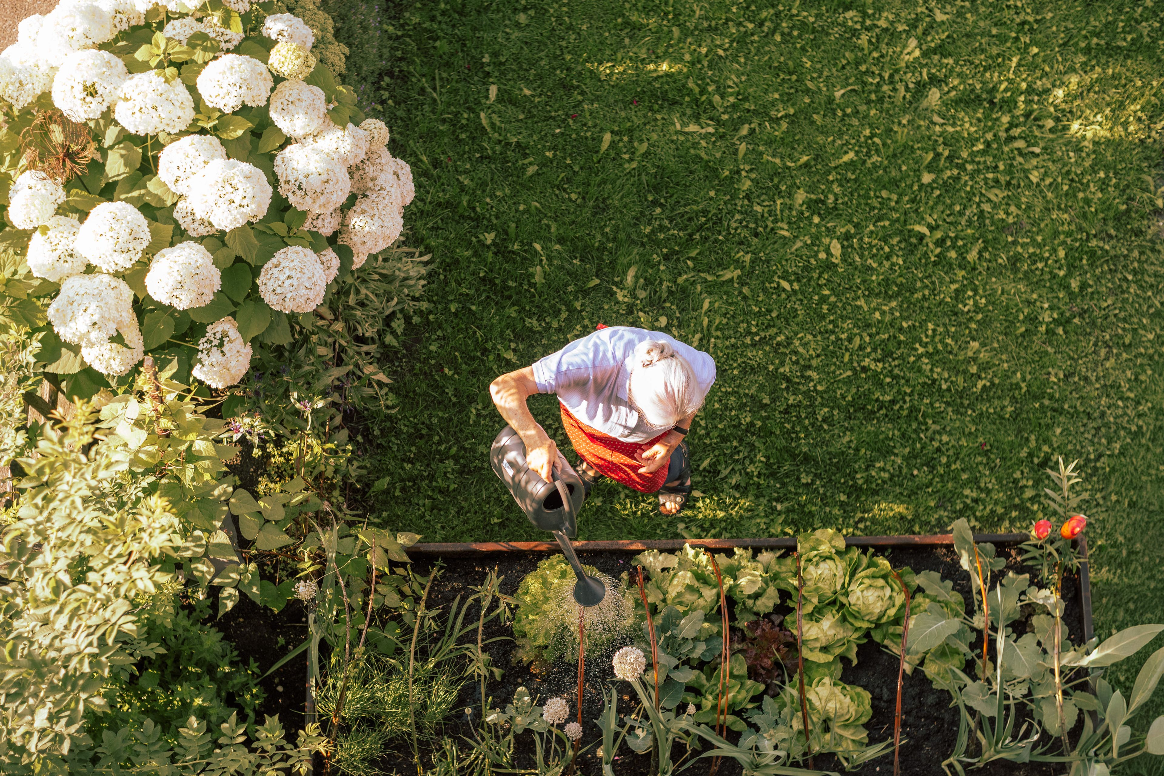Oma Angelika von oben fotografiert wie sie den Garten gießt