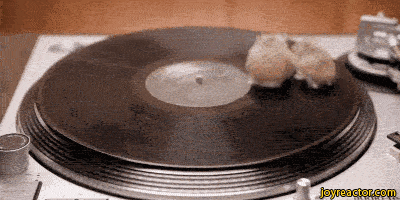 Two hamsters spinning on a vinyl record