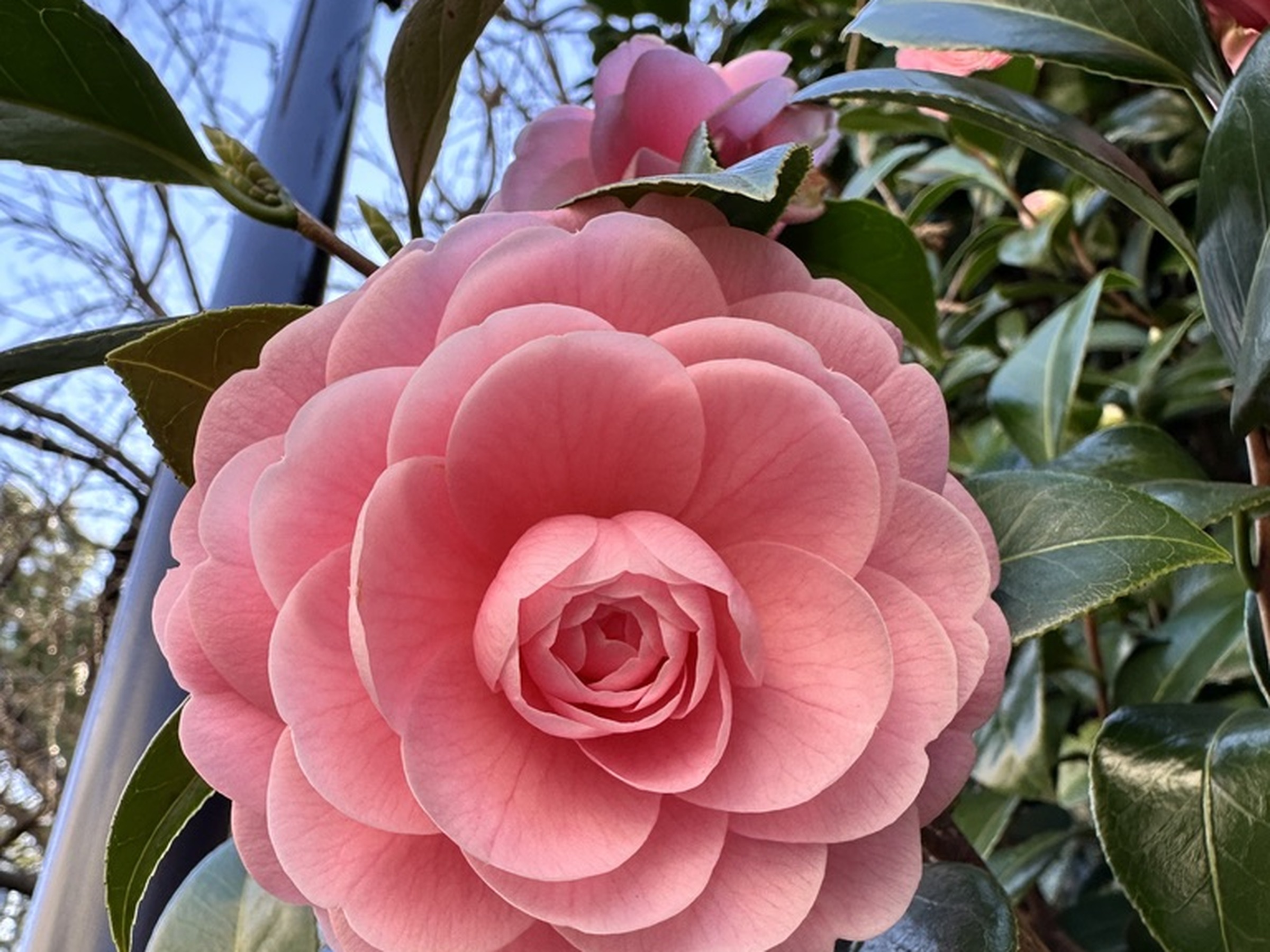 A close-up of a pink flower near Sengakuji in Tokyo.