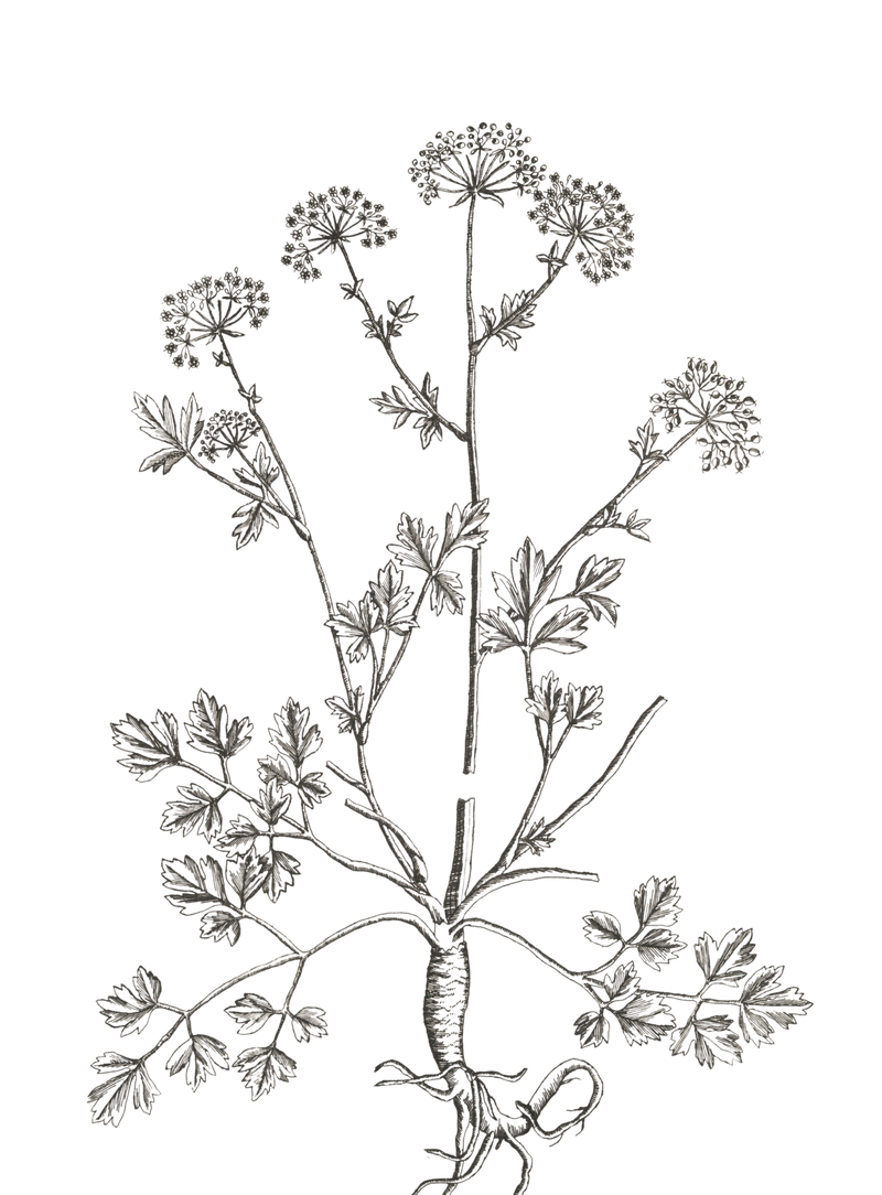 Detailed botanical illustration of a plant with slender stems, clusters of small flowers, and intricately shaped leaves — Studio Cicely