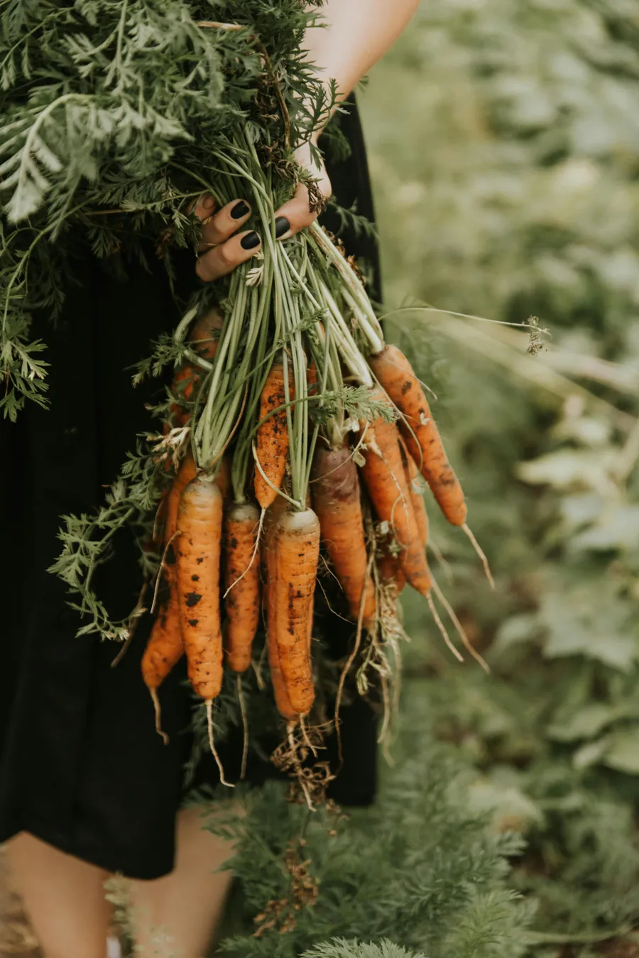 A person holding a bunch of freshly harvested carrots with green tops, standing against a background of leafy greens.