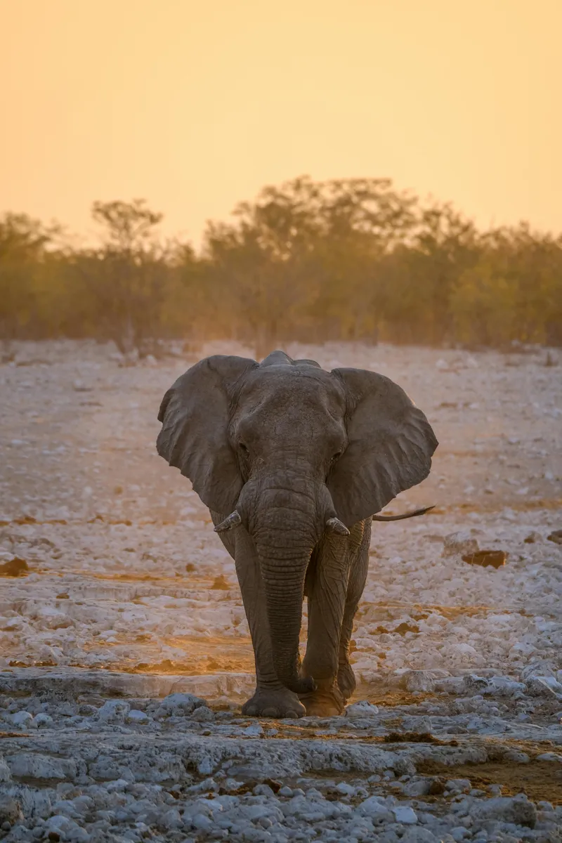 Elephant walking toward the camera on a rocky terrain at sunset, with trees and a warm orange sky in the background.