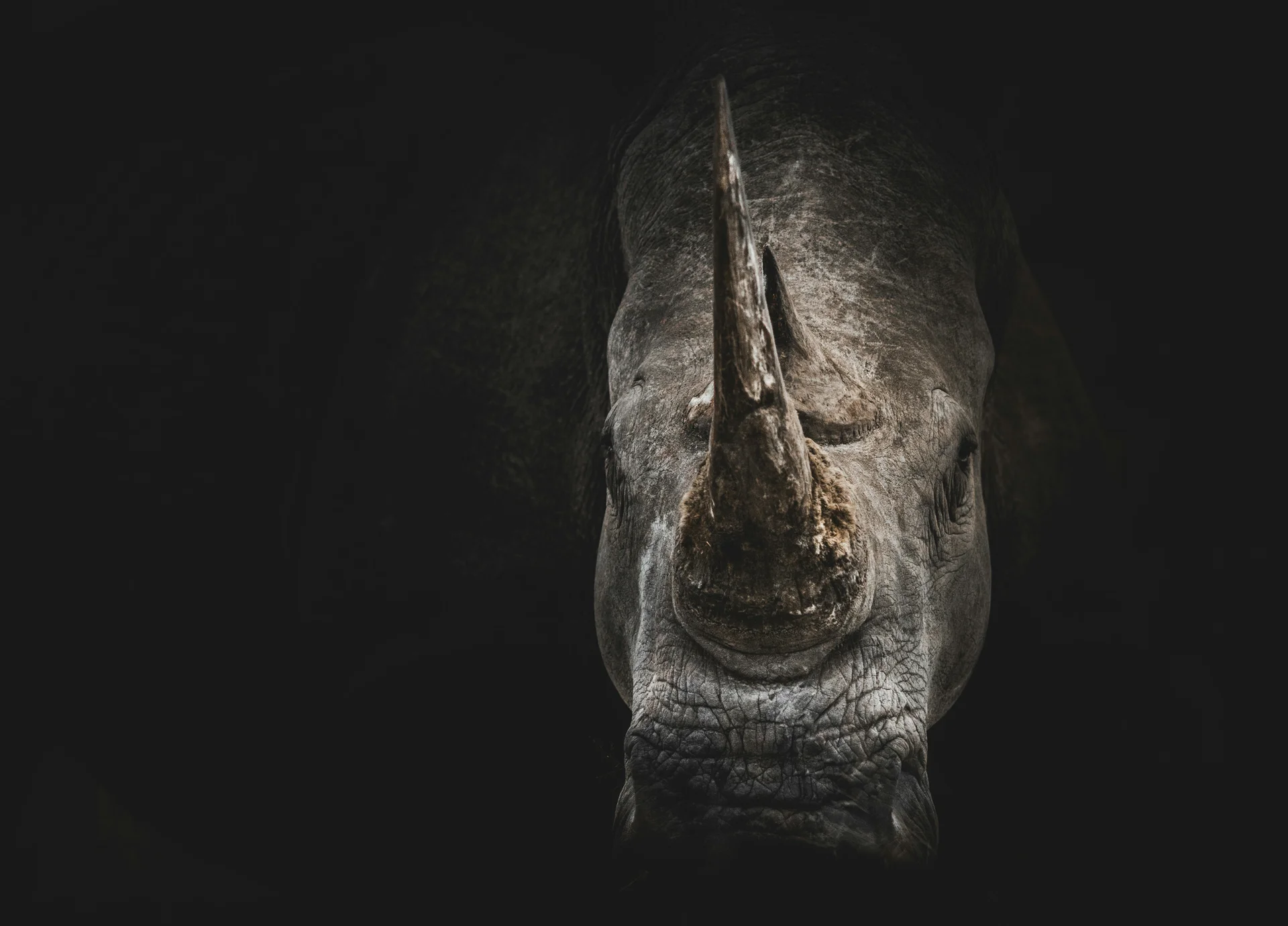 There are fewer than 2,000 white rhino left in Kruger. To sit with one is to understand what rare actually means.