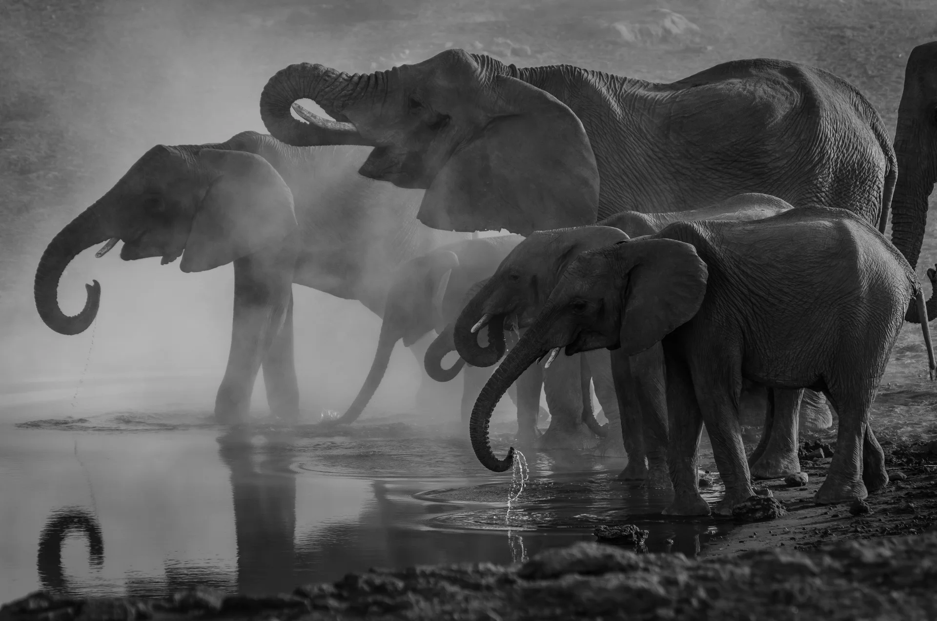 A breeding herd at a waterhole. One hundred tonnes of animal, moving in silence.