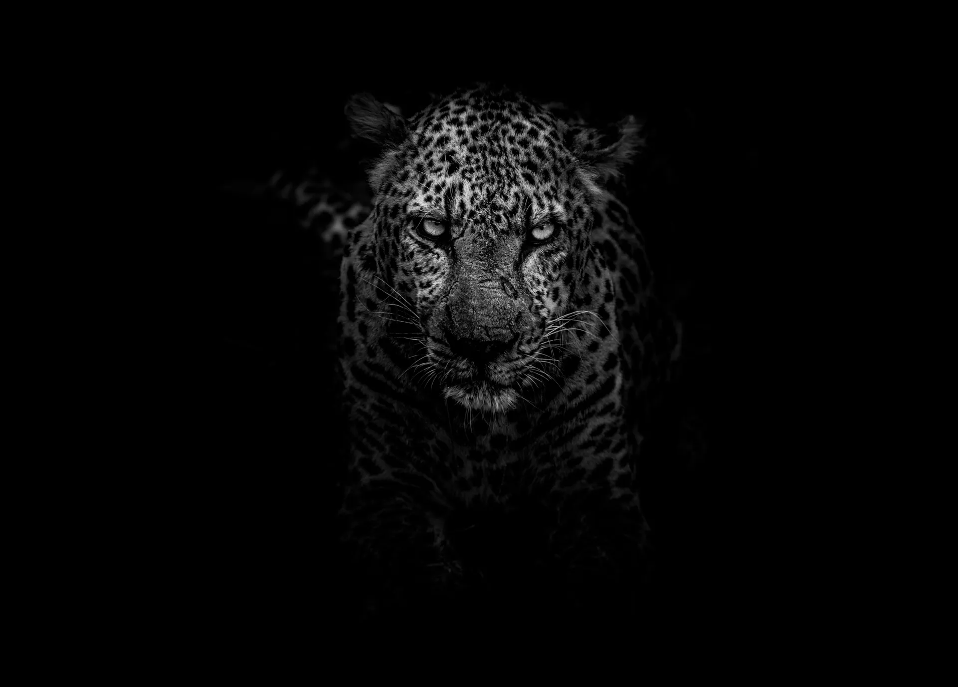 Klaserie has one of the highest leopard densities in Greater Kruger. You may not see one. The possibility alone changes how you move through the bush.