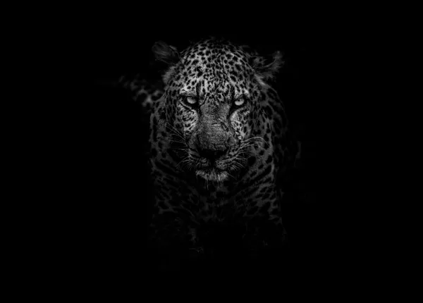 The Safari That Forgot to Be Dangerous