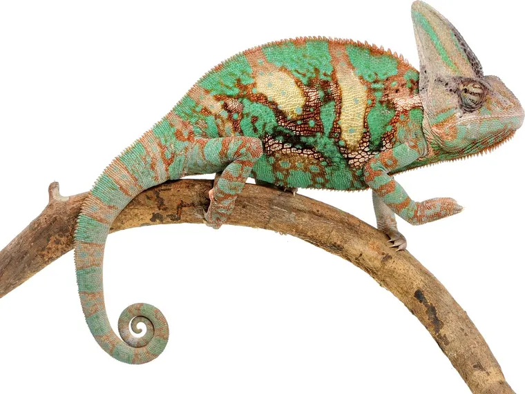 A veiled chameleon on a branch