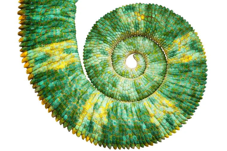 A chameleon's coiled tail