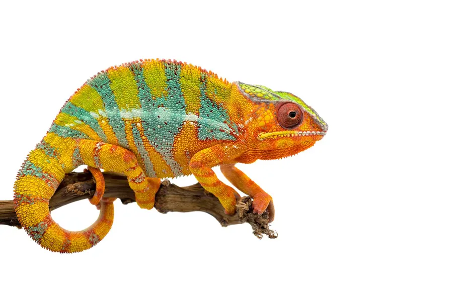 A vivid orange and teal panther chameleon, the eventcloud mascot