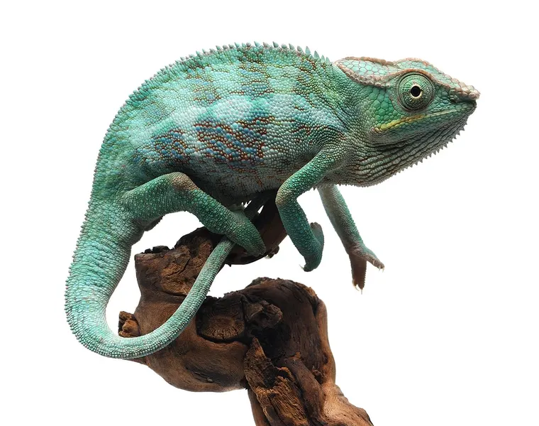 The eventcloud chameleon on a branch