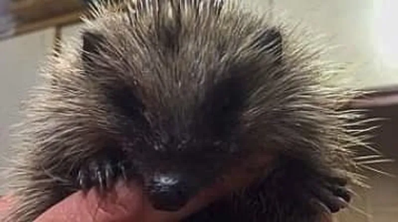 A hedgehog in a Yorkshire garden