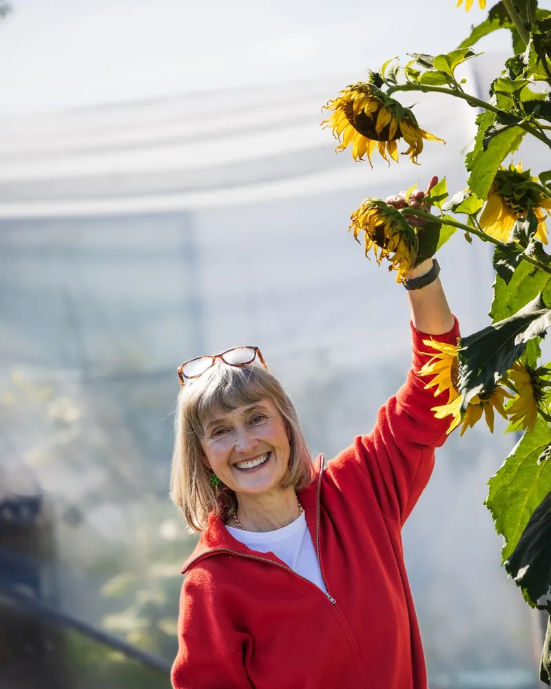 Sally Tierney in a red jacket, laughing and reaching up to a tall sunflower plant in front of a polytunnel