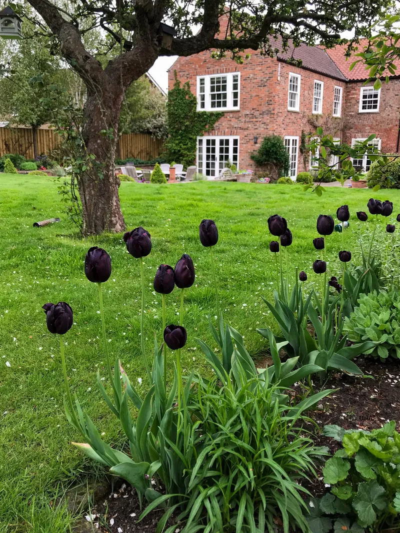Close-up of garden border planting in Yorkshire soil