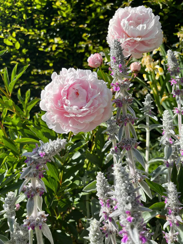 Pink climbing roses in a cottage garden