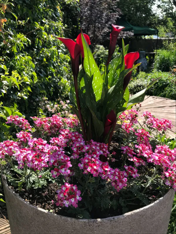 Pink tulips in a garden container in spring