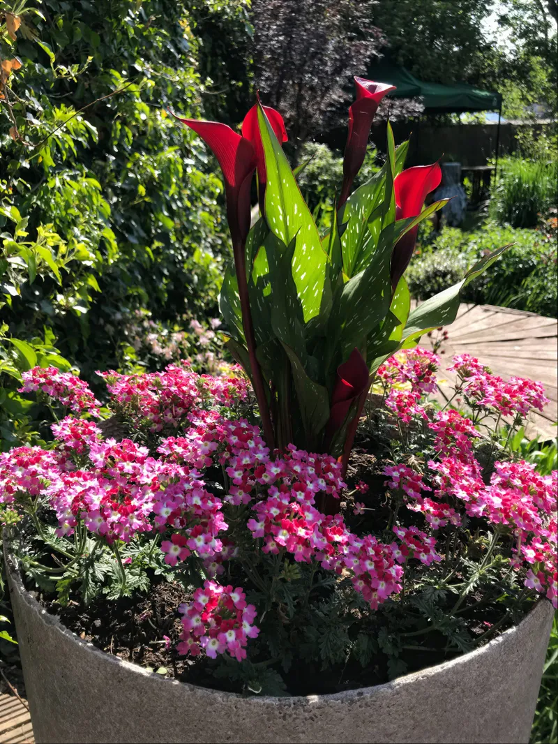 Pink tulips in a garden container in spring