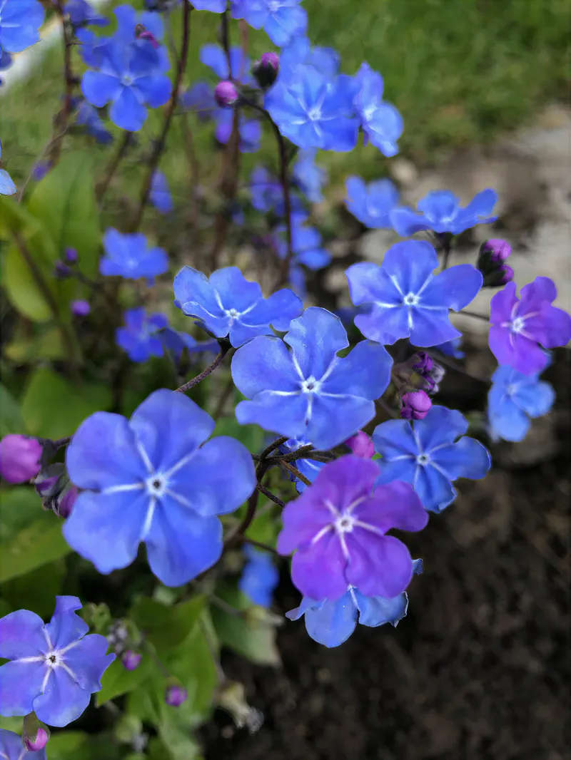 Close-up of blue hardy geranium flowers