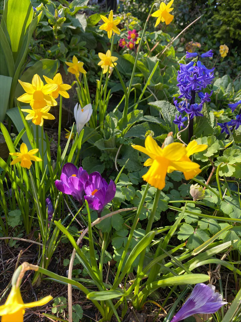 Colourful mixed border planting in a Yorkshire garden