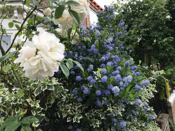 Naturalistic planting with blue flowers beside a lawn and path