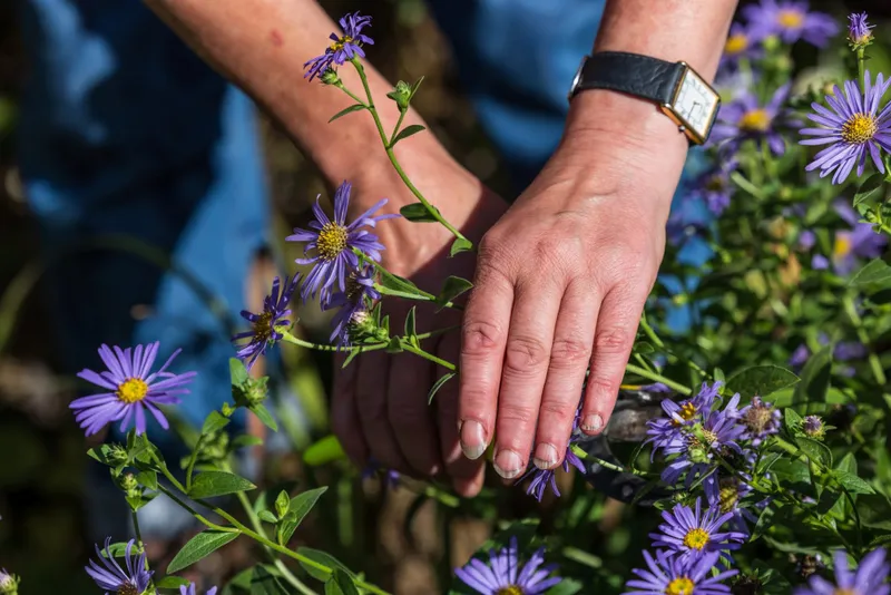 Sally Tierney's hands among purple asters, holding a pair of secateurs