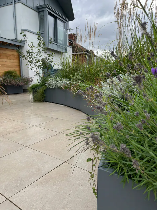 A garden path edged with lavender and soft planting