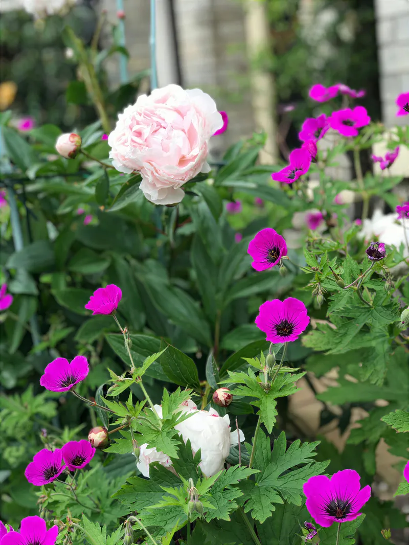 Pink cosmos and white flowers in a garden border