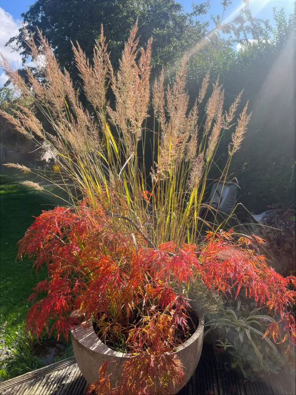 Ornamental grasses in warm autumn colour