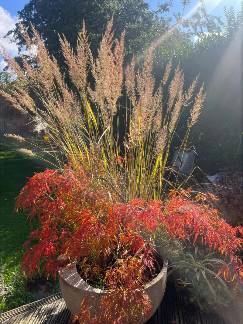 Ornamental grasses in warm autumn colour