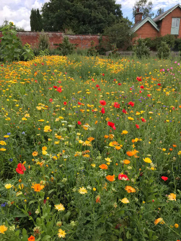 A colourful wildflower meadow in a Yorkshire garden